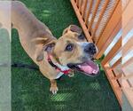 Small #1 Boxer Mix