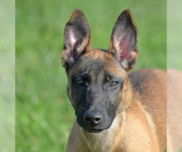 Medium Photo #4 Mutt Puppy For Sale in Gretna, NE, USA