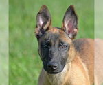 Small #3 Mutt