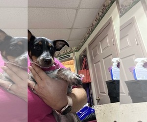 Dachshund-Unknown Mix Dogs for adoption in Woodbury, NY, USA