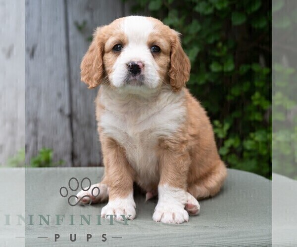 Medium Photo #5 Bernese Mountain Dog-Cavalier King Charles Spaniel Mix Puppy For Sale in RICHFIELD, PA, USA