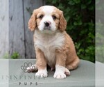 Small #4 Bernese Mountain Dog-Cavalier King Charles Spaniel Mix