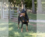 Small Photo #6 Doberman Pinscher Puppy For Sale in NEWTON, NC, USA