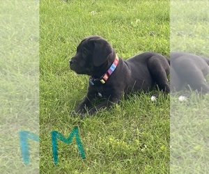 Medium Cane Corso