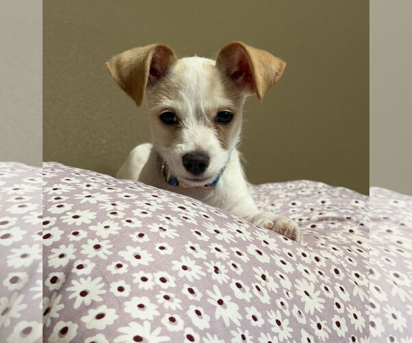 Medium Photo #2 Chihuahua-Unknown Mix Puppy For Sale in Omaha, NE, USA