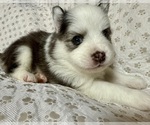 Small #8 Pomsky