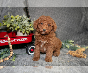 Medium Poodle (Miniature)