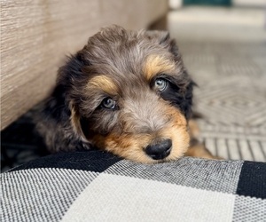 Medium Aussie-Poo-Bernedoodle Mix