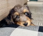 Puppy Bernard Aussie-Poo-Bernedoodle Mix