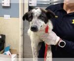Small Australian Shepherd Mix
