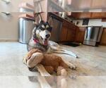 Small #1 Huskies  Mix