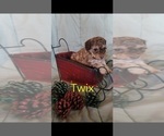 Puppy Twix Poodle (Miniature)