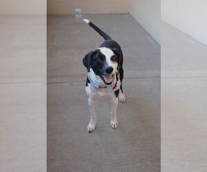 Border Collie-Unknown Mix Dogs for adoption in McKinney, TX, USA