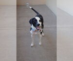 Small Border Collie Mix