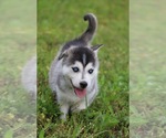 Small Photo #8 Labrador Retriever-Siberian Husky Mix Puppy For Sale in WOODFORD, VA, USA