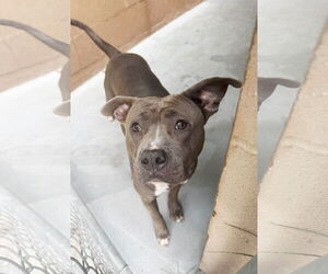 American Staffordshire Terrier-Unknown Mix Dogs for adoption in Perth Amboy, NJ, USA
