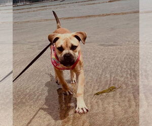 Bulldog-Unknown Mix Dogs for adoption in Hayward, CA, USA