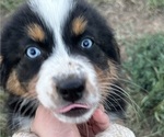 Small Photo #2 Australian Shepherd Puppy For Sale in SHAWNEE, OK, USA