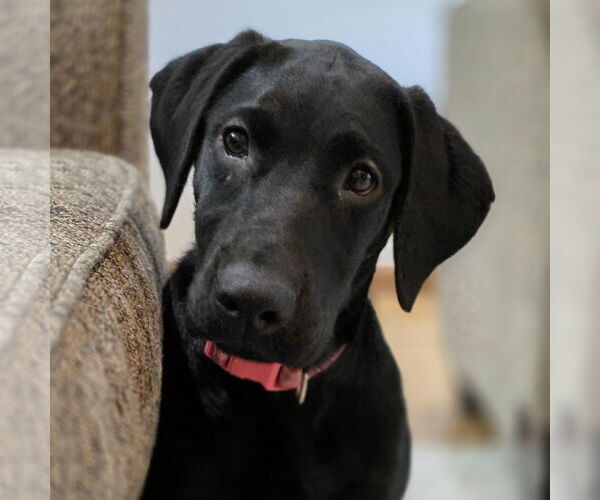 Medium Photo #5 Labrador Retriever Puppy For Sale in Fargo, ND, USA