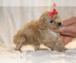 Small #18 Poodle (Toy)
