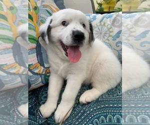 Australian Retriever Puppy for sale in DAYTONA BEACH, FL, USA