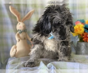 Goldendoodle (Miniature) Puppy for sale in LANCASTER, PA, USA
