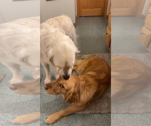 Mother of the Golden Retriever puppies born on 03/18/2026