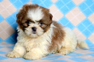 Shih Tzu Puppy for sale in MOUNT JOY, PA, USA