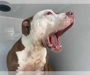 American Pit Bull Terrier Dogs for adoption in Houston, TX, USA