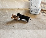 Small Photo #14 Dachshund Puppy For Sale in HARTFORD, MI, USA