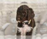 Puppy White Tuxedo Labradoodle mix (+ Poodle Standard)