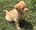 Small Photo #14 Labrador Retriever Puppy For Sale in SPOTSYLVANIA, VA, USA