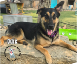 Small #4 German Shepherd Dog Mix