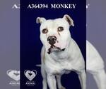 Small #1 American Pit Bull Terrier