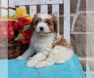 Cavapoo Puppy for sale in MORGANTOWN, PA, USA