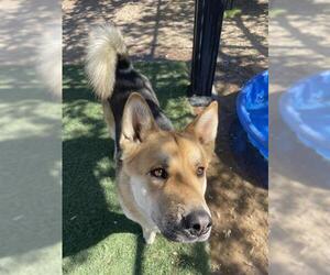 German Shepherd Dog-Unknown Mix Dogs for adoption in HESPERIA, CA, USA