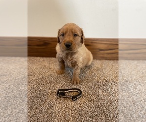Golden Retriever Puppy for sale in HAYFIELD, MN, USA