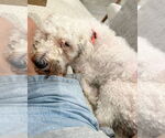 Small #4 Maltese Mix