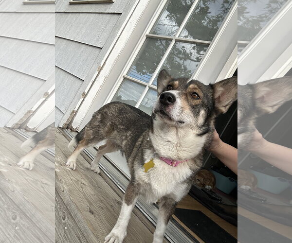 Medium Photo #7 Mutt Puppy For Sale in Sandy, UT, USA