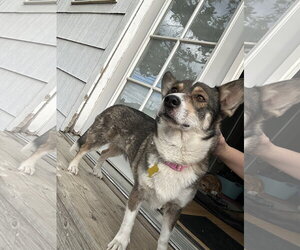 Sandy B - Female Mutt Dog for Adoption - Photo #7