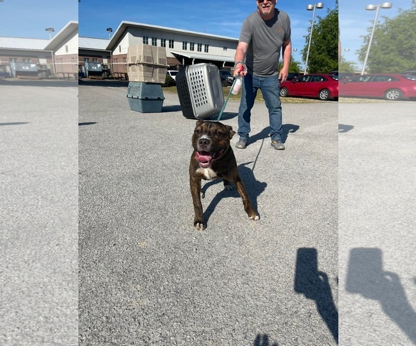 Medium Photo #2 Mutt Puppy For Sale in Derwood, MD, USA