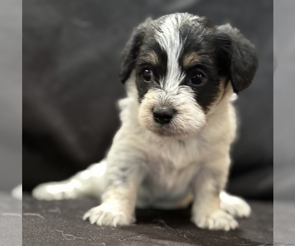 Medium Photo #9 Pembroke Welsh Corgi-Poodle (Miniature) Mix Puppy For Sale in LONGMONT, CO, USA