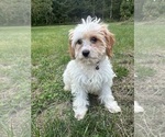 Small #11 Cavapoo-Poodle (Miniature) Mix