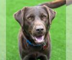 Small #1 Labrador Retriever Mix