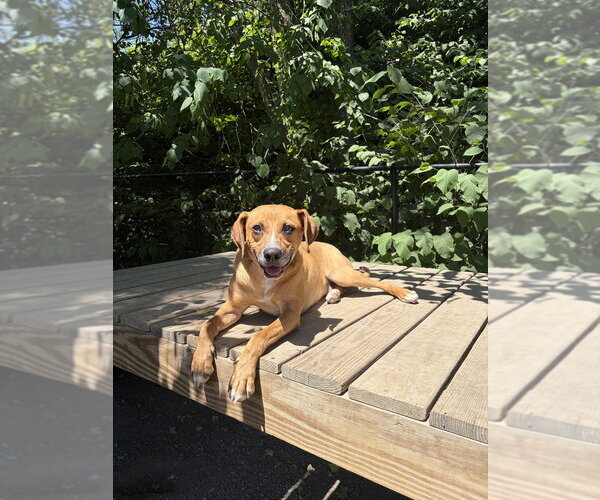 Medium Photo #13 Mutt Puppy For Sale in Elmsford, NY, USA