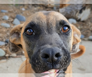 Mutt Dogs for adoption in Imlay City, MI, USA