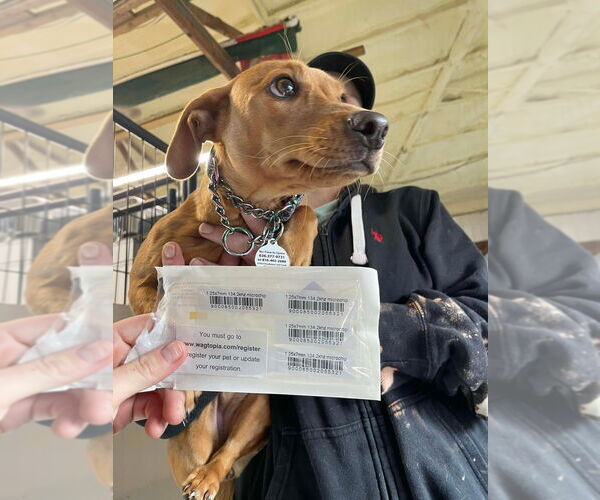 Medium Photo #3 Dachshund-Unknown Mix Puppy For Sale in Foristell, MO, USA