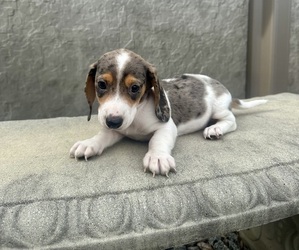 Dachshund Puppy for sale in WEBSTER, FL, USA