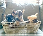 Small Photo #8 French Bulldog Puppy For Sale in DALLAS, TX, USA