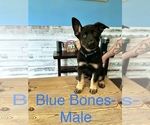 Small Photo #5 German Shepherd Dog Puppy For Sale in VALDOSTA, GA, USA